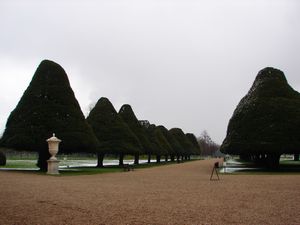 Beautifully shaped trees