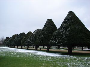 Beautifully shaped trees