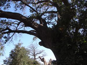 Elephant tree (look closely)