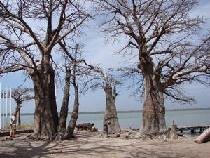 Fort JamUpside Down trees (?)