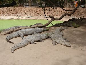 Crocodiles!