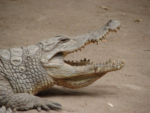 Crocodile